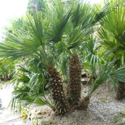 Chamaerops Humilis -The Palm Centre CHU 2