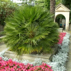 Chamaerops Humilis -The Palm Centre CHU 3