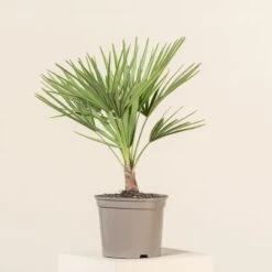 Chamaerops Humilis -The Palm Centre CHU 3 3 scaled 1