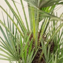 Chamaerops Humilis -The Palm Centre CHU 30 7 scaled 1