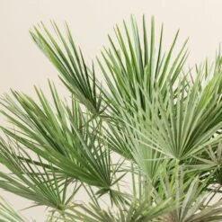 Chamaerops Humilis -The Palm Centre CHU 30 8 scaled 1