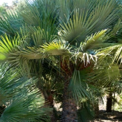 Chamaerops Humilis -The Palm Centre CHU 5