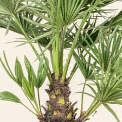 Chamaerops Humilis -The Palm Centre CHU 5 4 scaled 1