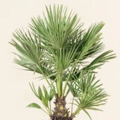 Chamaerops Humilis -The Palm Centre CHU 5 5 scaled 1