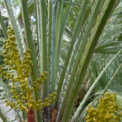 Chamaerops Humilis -The Palm Centre CHU 6