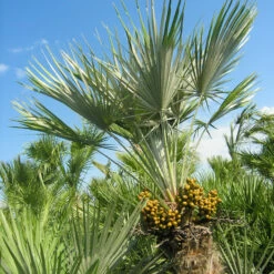 Chamaerops Humilis -The Palm Centre CHU 7