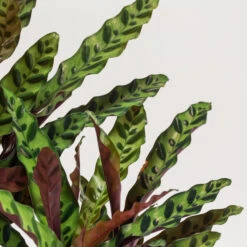 Calathea Insignis -The Palm Centre CIN
