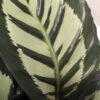Calathea Roseopicta ‘Cora’ -The Palm Centre CLH 6274bc89253e6
