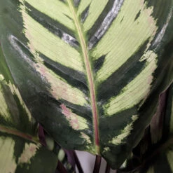 Calathea Roseopicta ‘Cora’ -The Palm Centre CLH 6274bc8daa58e