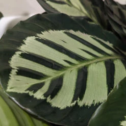 Calathea Roseopicta ‘Cora’ -The Palm Centre CLH 62769b24e6e9d