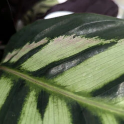 Calathea Roseopicta ‘Cora’ -The Palm Centre CLH 62769b279a071