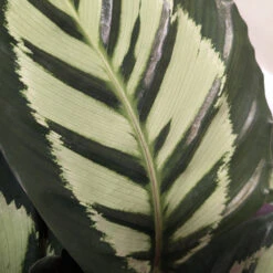 Calathea Roseopicta ‘Cora’ -The Palm Centre CLH 62769b2c792e4
