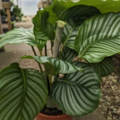 Calathea Orbifolia