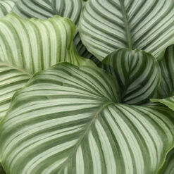 Calathea Orbifolia -The Palm Centre CLO 6154514d69ffc