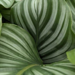 Calathea Orbifolia -The Palm Centre CLO 615451888f994