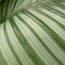 Calathea Orbifolia -The Palm Centre CLO 6154518ba75e7