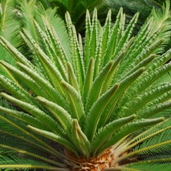 Cycas Revoluta 24 Cycas Revoluta -The Palm Centre CRE 1