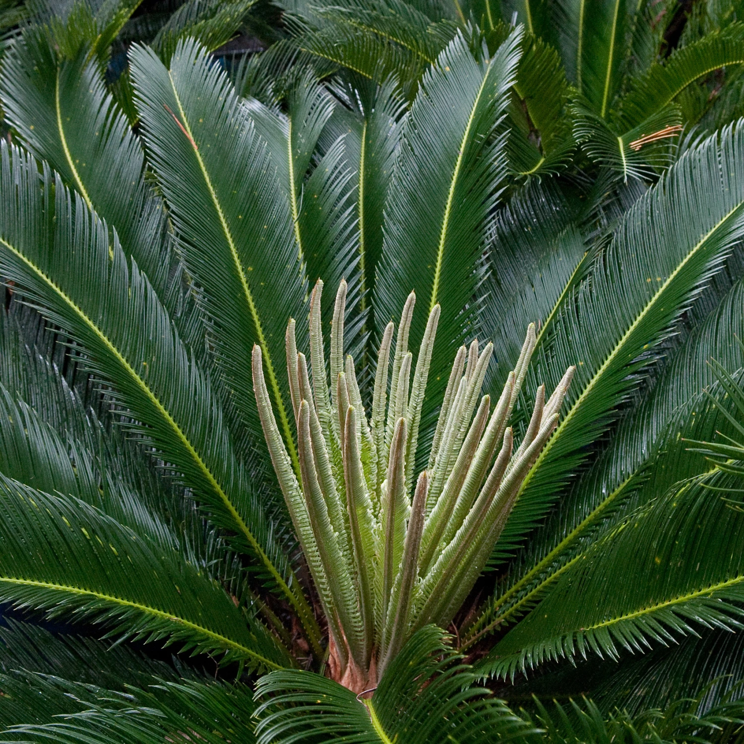 Cycas Revoluta 7 Cycas Revoluta - Image 6