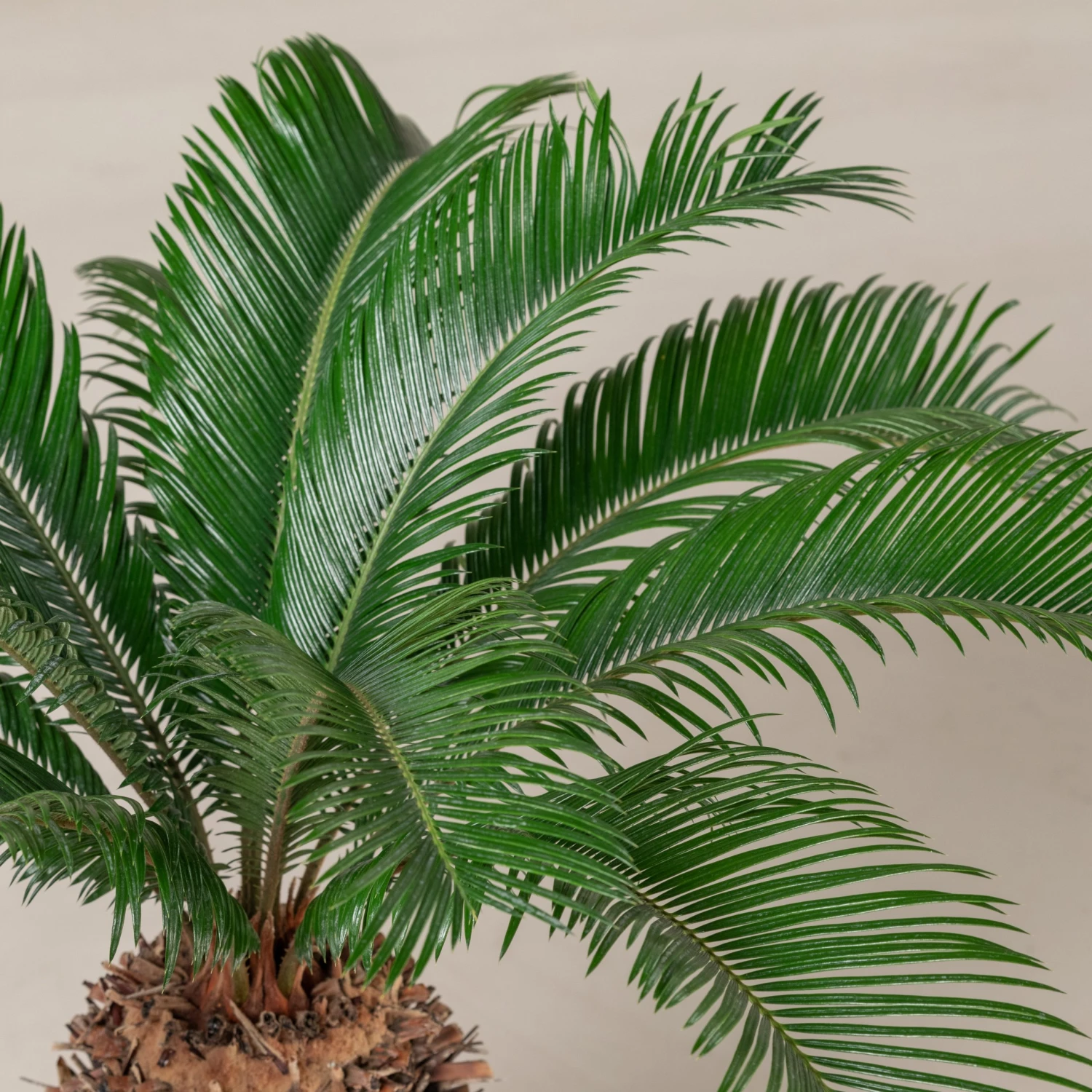 Cycas Revoluta 9 Cycas Revoluta - Image 8