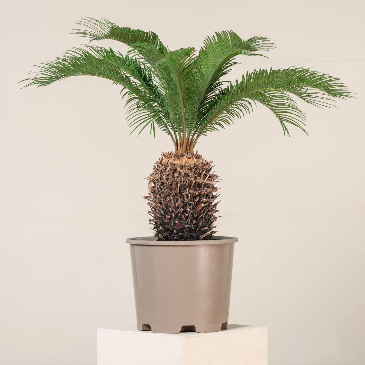 Cycas Revoluta 2 Cycas Revoluta