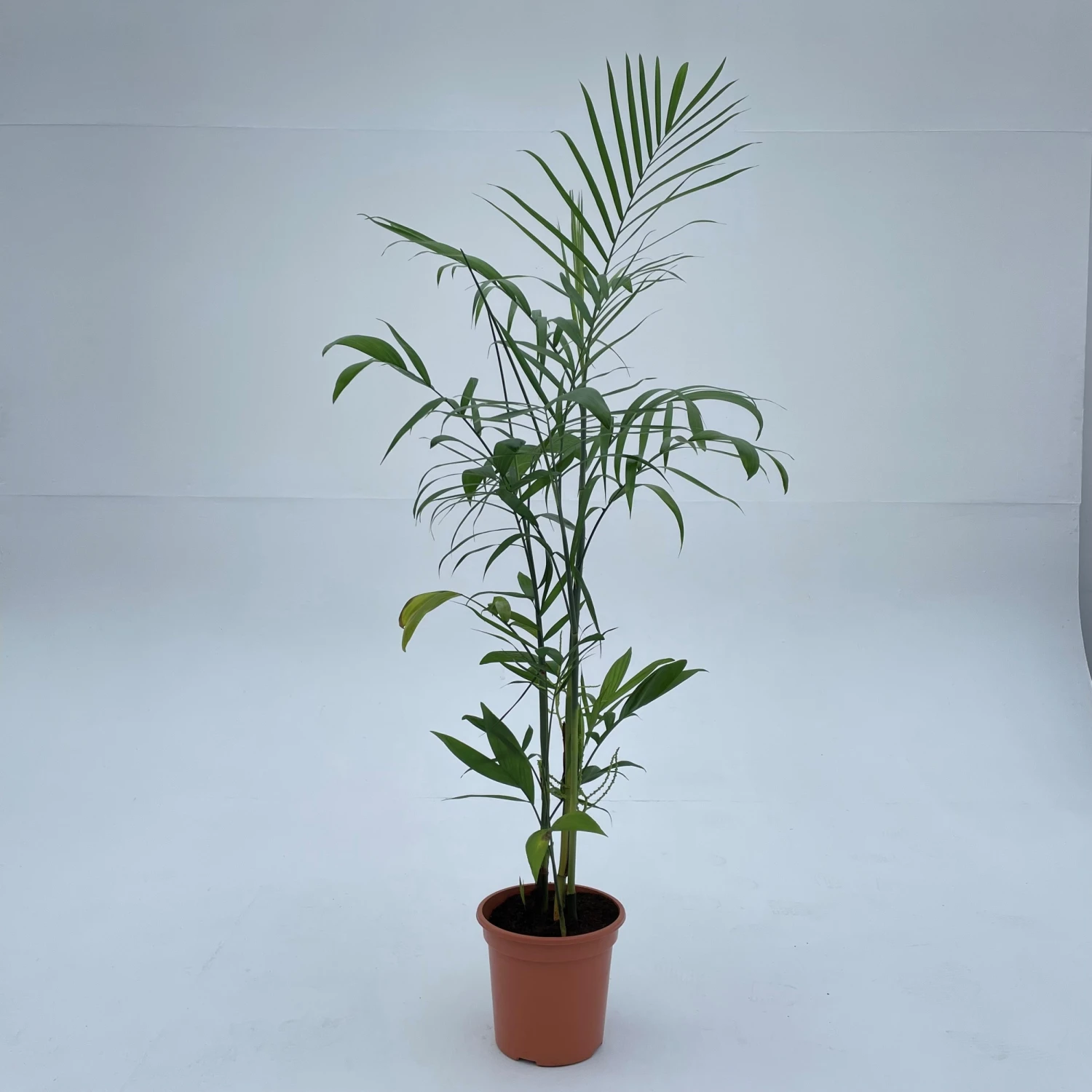 Chamaedorea Seifrizii 4 Chamaedorea Seifrizii - Image 2