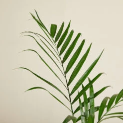 Chamaedorea Seifrizii 10 Chamaedorea Seifrizii -The Palm Centre CSE 6138b97e9a1d5