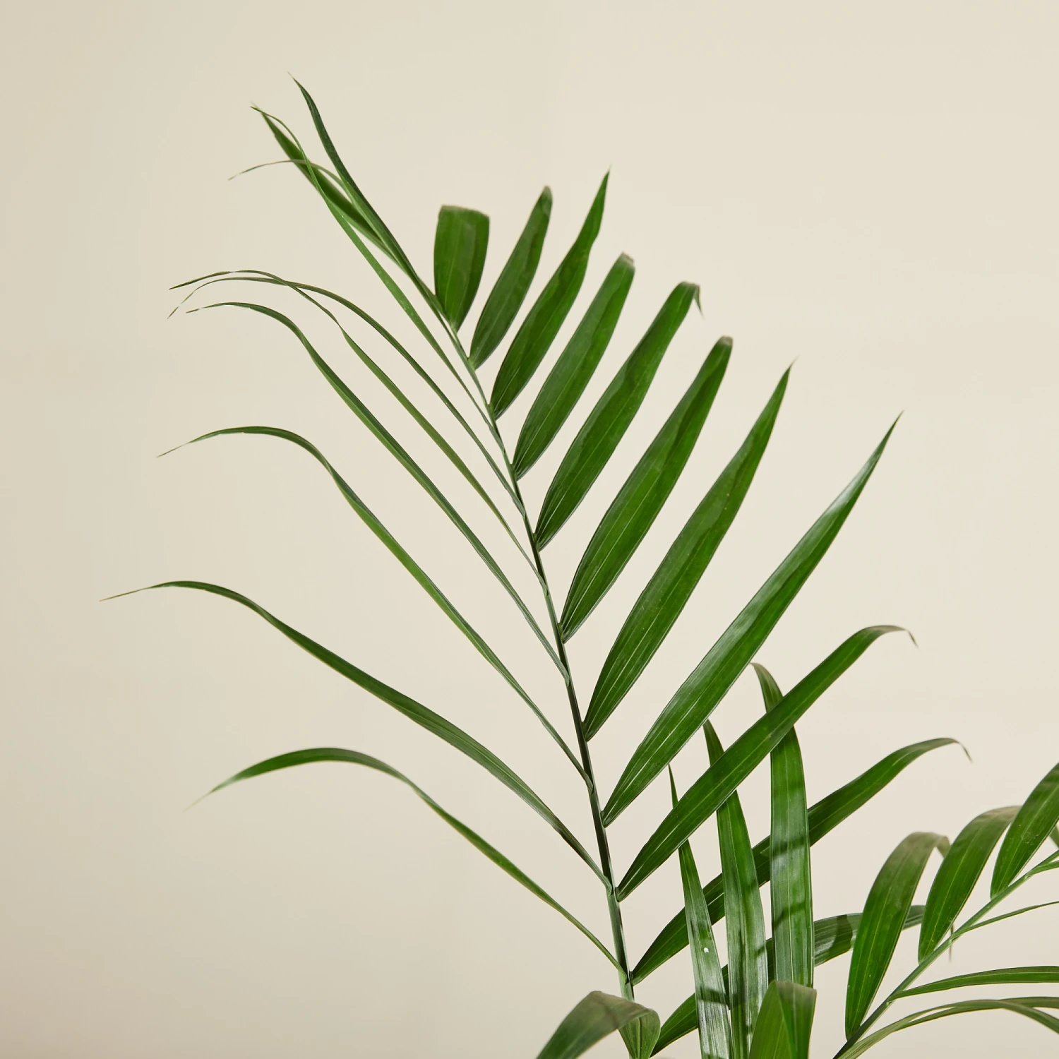 Chamaedorea Seifrizii 5 Chamaedorea Seifrizii - Image 3