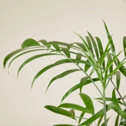 Chamaedorea Seifrizii 11 Chamaedorea Seifrizii -The Palm Centre CSE 6138b980b6f13