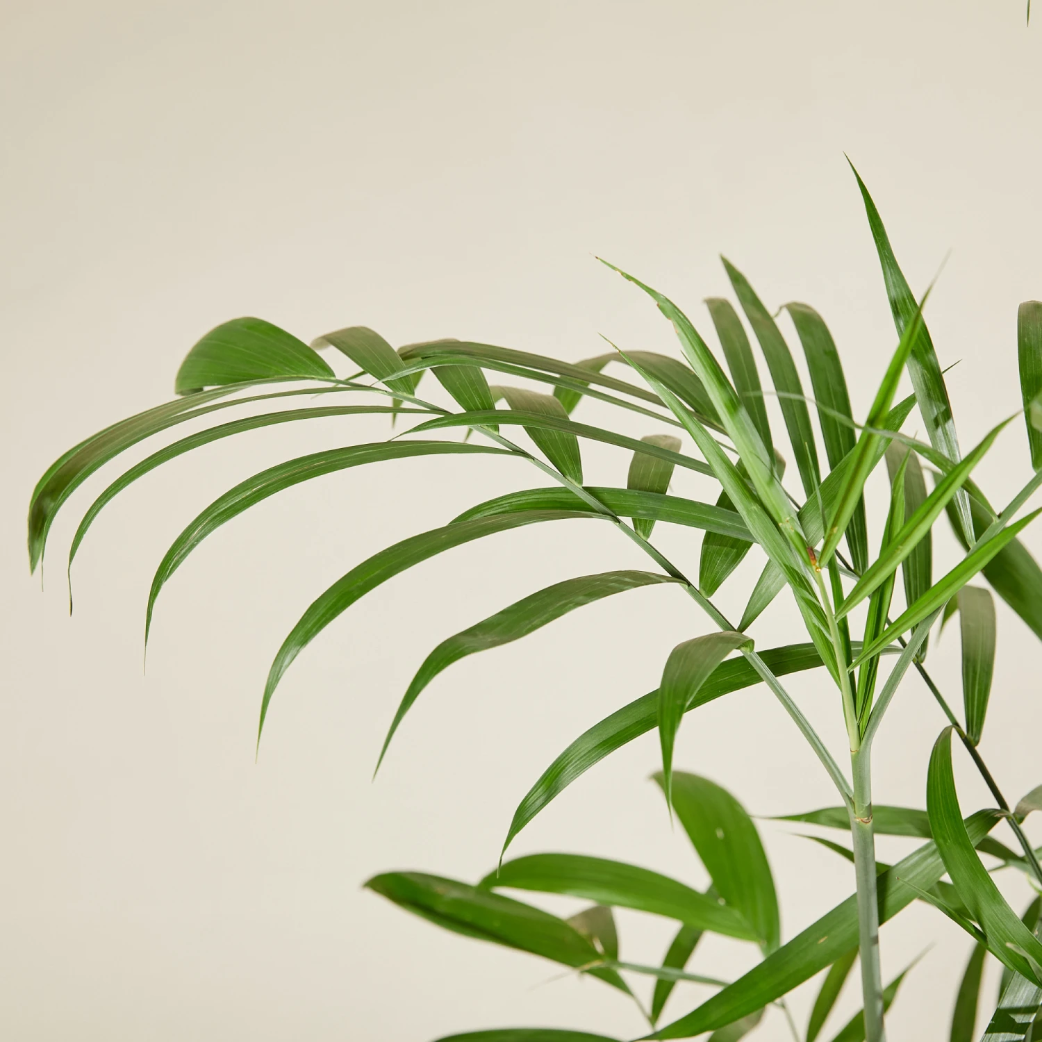 Chamaedorea Seifrizii 6 Chamaedorea Seifrizii - Image 4