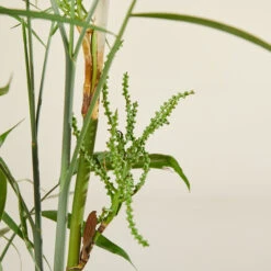 Chamaedorea Seifrizii 12 Chamaedorea Seifrizii -The Palm Centre CSE 6138b9840ee55