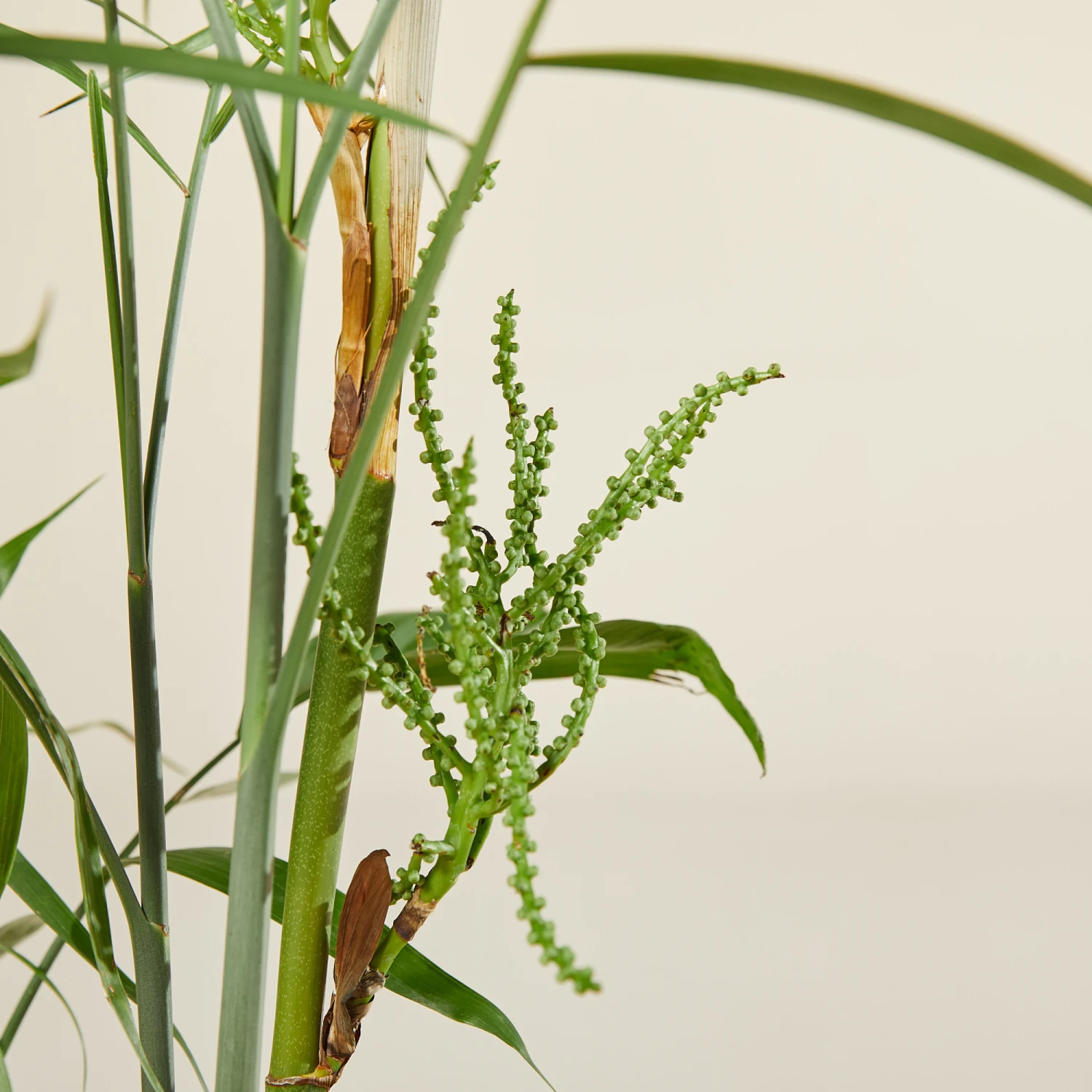 Chamaedorea Seifrizii 7 Chamaedorea Seifrizii - Image 5