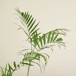 Chamaedorea Seifrizii 13 Chamaedorea Seifrizii -The Palm Centre CSE 6138b987322a9