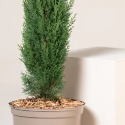 Cupressus Sempervirens -The Palm Centre CSP 10 3 1 scaled 1