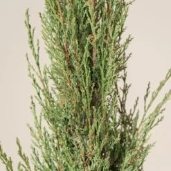 Cupressus Sempervirens -The Palm Centre CSP 7 1 scaled 1