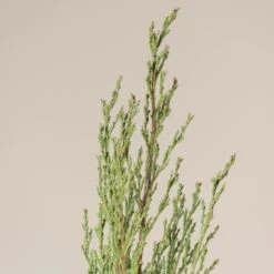 Cupressus Sempervirens -The Palm Centre CSP 8 scaled 1