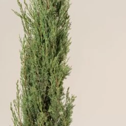 Cupressus Sempervirens -The Palm Centre CSP 9 scaled 1