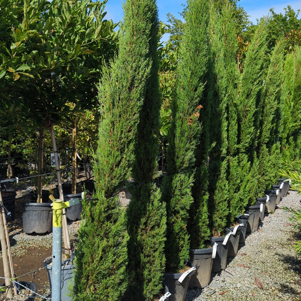 Cupressus Sempervirens ‘Stricta’ 3 Cupressus Sempervirens ‘Stricta’