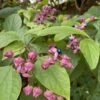 Clerodendrum Trichotomum ‘Fargesii’ -The Palm Centre CTF 60a96c4ae66ce