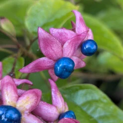 Clerodendrum Trichotomum ‘Fargesii’ -The Palm Centre CTF 623a217c72653