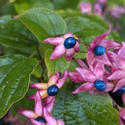 Clerodendrum Trichotomum ‘Fargesii’ -The Palm Centre CTF 623a217f4fa31
