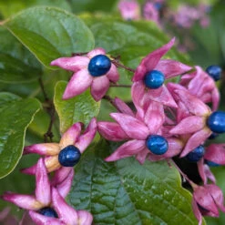 Clerodendrum Trichotomum ‘Fargesii’ -The Palm Centre CTF 623a2181332c1
