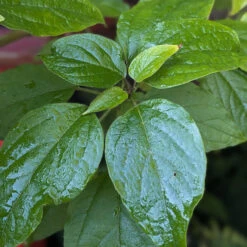 Clerodendrum Trichotomum ‘Fargesii’ -The Palm Centre CTF 623a218325cb6