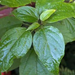 Clerodendrum Trichotomum ‘Fargesii’ -The Palm Centre CTF 623a21851c091