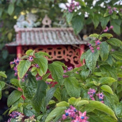 Clerodendrum Trichotomum ‘Fargesii’ -The Palm Centre CTF 623a2187261e9