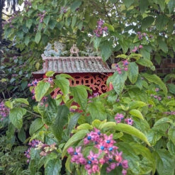 Clerodendrum Trichotomum ‘Fargesii’ -The Palm Centre CTF 623a21895b9b3