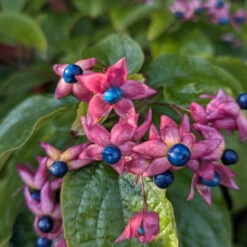 Clerodendrum Trichotomum ‘Fargesii’ -The Palm Centre CTF 623a218b7b1d4