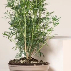 Choisya ‘White Dazzler’ -The Palm Centre CTW 10 3 scaled 1