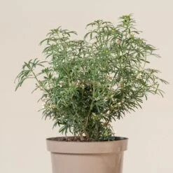 Choisya ‘White Dazzler’ -The Palm Centre CTW 10 5 scaled 1