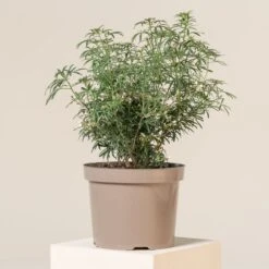 Choisya ‘White Dazzler’