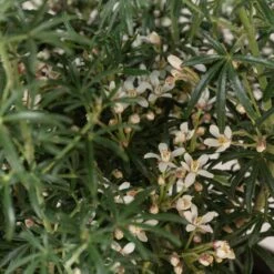 Choisya ‘White Dazzler’ -The Palm Centre CTW 10 7 scaled 1